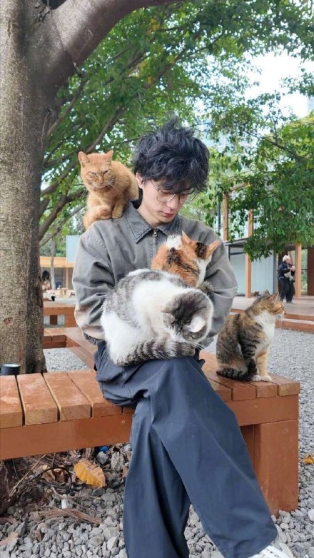 一座引来全网“撸猫”的江畔猫岛 映照出重庆的温暖底色