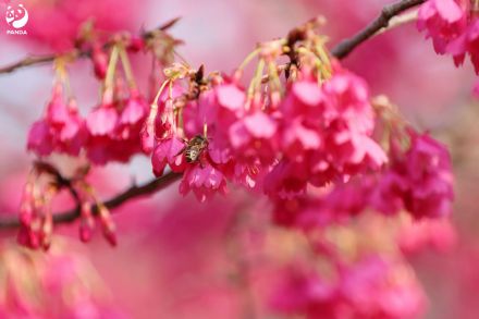 走！去熊猫基地晒太阳，打卡花香！