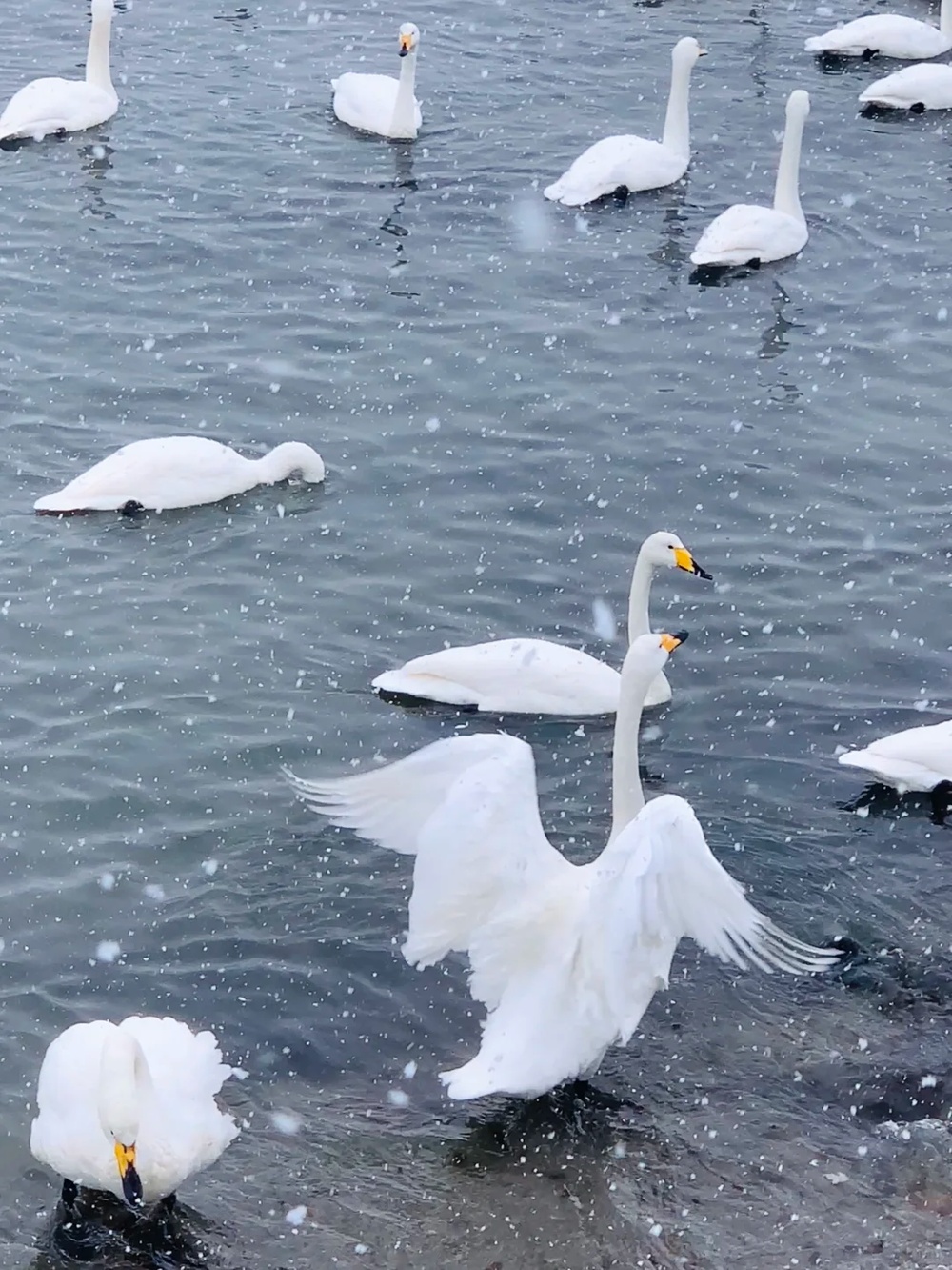 积雪深度超20厘米！威海暴雪为何这么厉害？