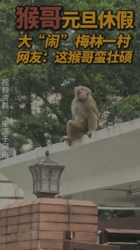 一野猴大闹福田居民区，已“验明正身”：系猴群二当家“贝吉塔”，性格最暴躁