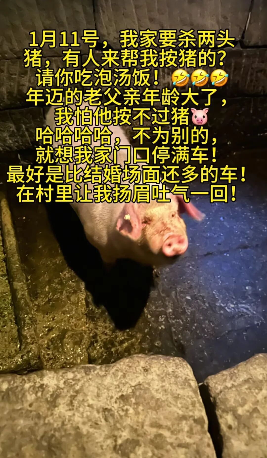 女子网上求助“按年猪”，上千网友驱车来帮忙，10万人在线围观！当地文旅连夜出动支援