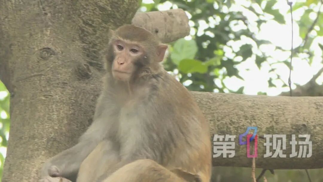 一野猴大闹福田居民区，已“验明正身”：系猴群二当家“贝吉塔”，性格最暴躁
