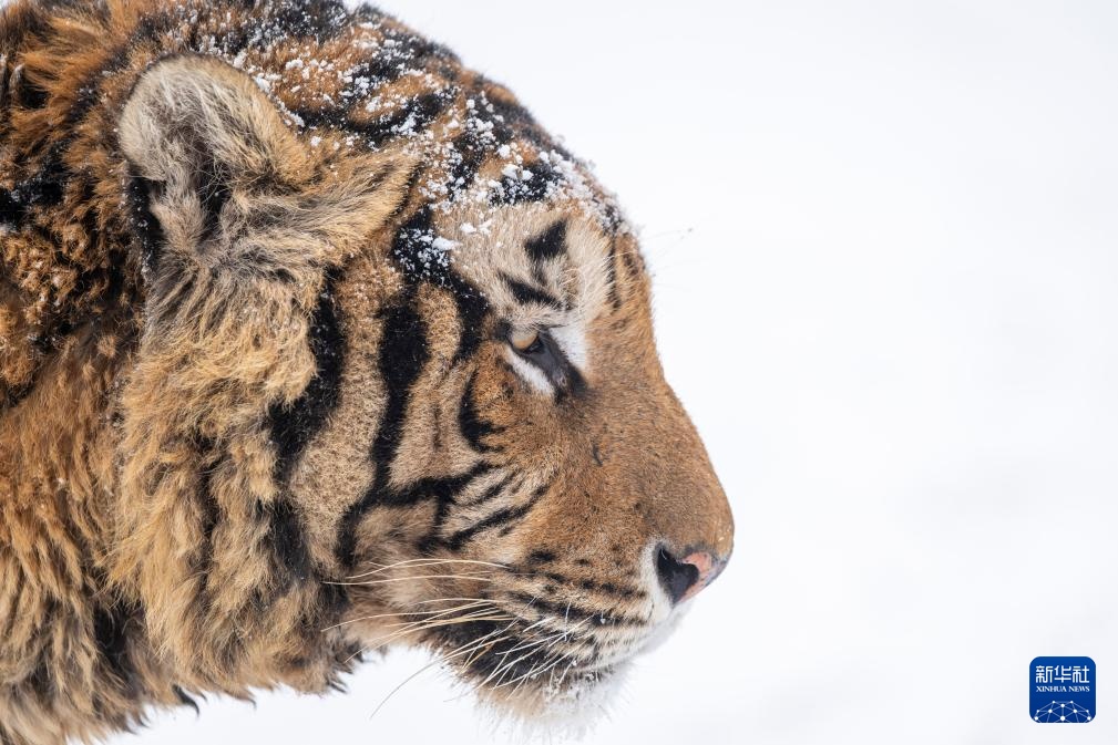 雪后探访东北虎