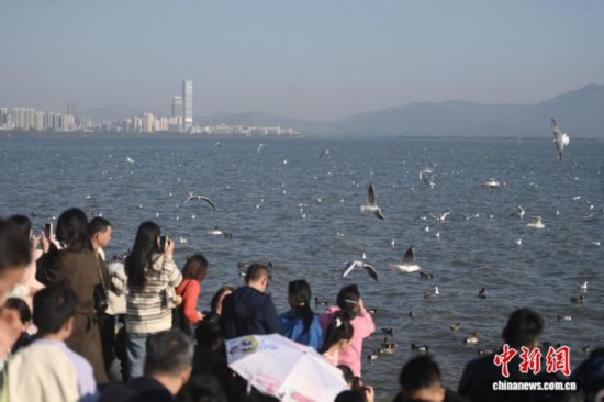广东深圳:深圳湾公园迎候鸟季 广东深圳:深圳湾公园迎候鸟季