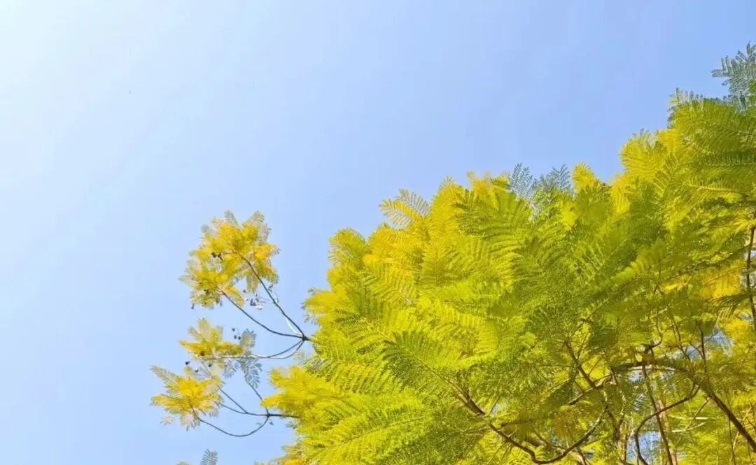 直冲25℃！福州开启“升温模式”