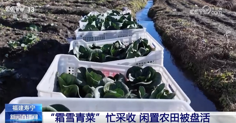 “霜雪青菜”迎来采收和销售高峰 特色产业“蔬”写乡村振兴新途景