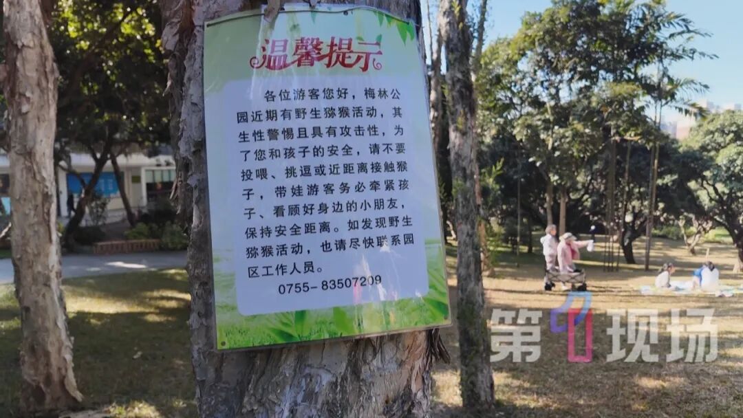 一野猴大闹福田居民区，已“验明正身”：系猴群二当家“贝吉塔”，性格最暴躁