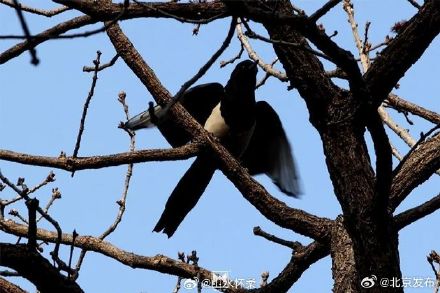 古刹冬韵，雀影暖心：共赴红螺寺治愈之旅