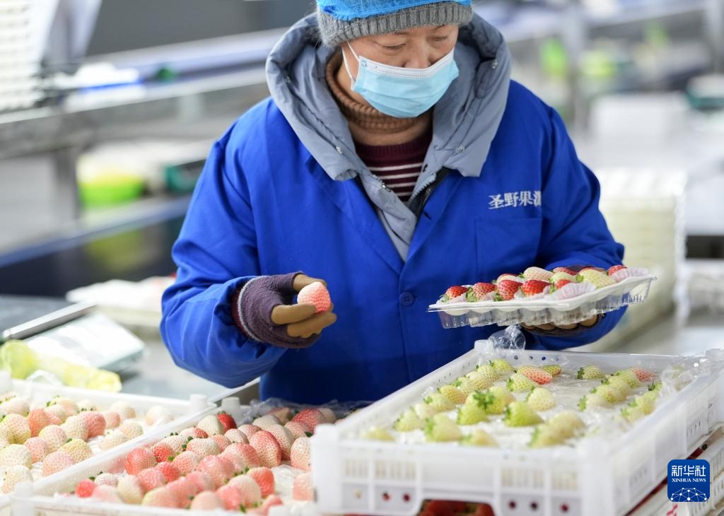 辽宁东港：草莓产销热