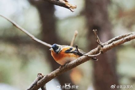 古刹冬韵，雀影暖心：共赴红螺寺治愈之旅