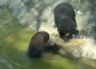 动物园里小熊舔乌龟被咬住舌头,急坏熊妈妈,动物园回应 动物园里小熊舔乌龟被咬住舌头,急坏熊妈妈,动物园回应