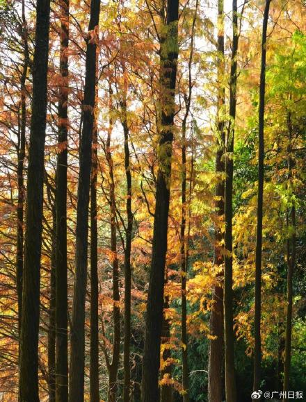 广州多地迎落羽杉美拉德暴击