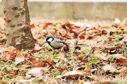 古刹冬韵，雀影暖心：共赴红螺寺治愈之旅