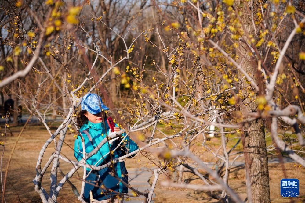 冬日济南腊梅飘香