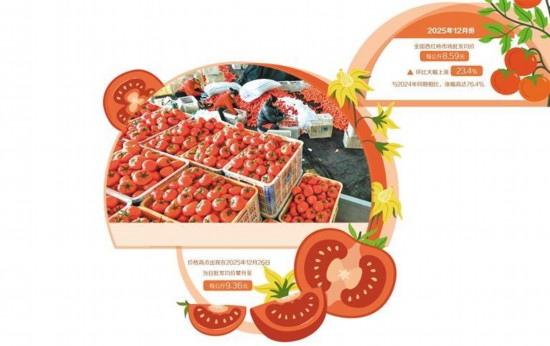 西红柿价格为何走高 西红柿价格为何走高