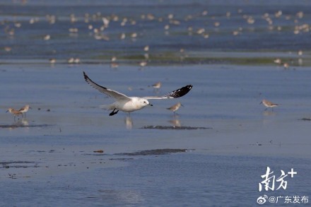 广东多地刷新珍稀鸟类观测纪录