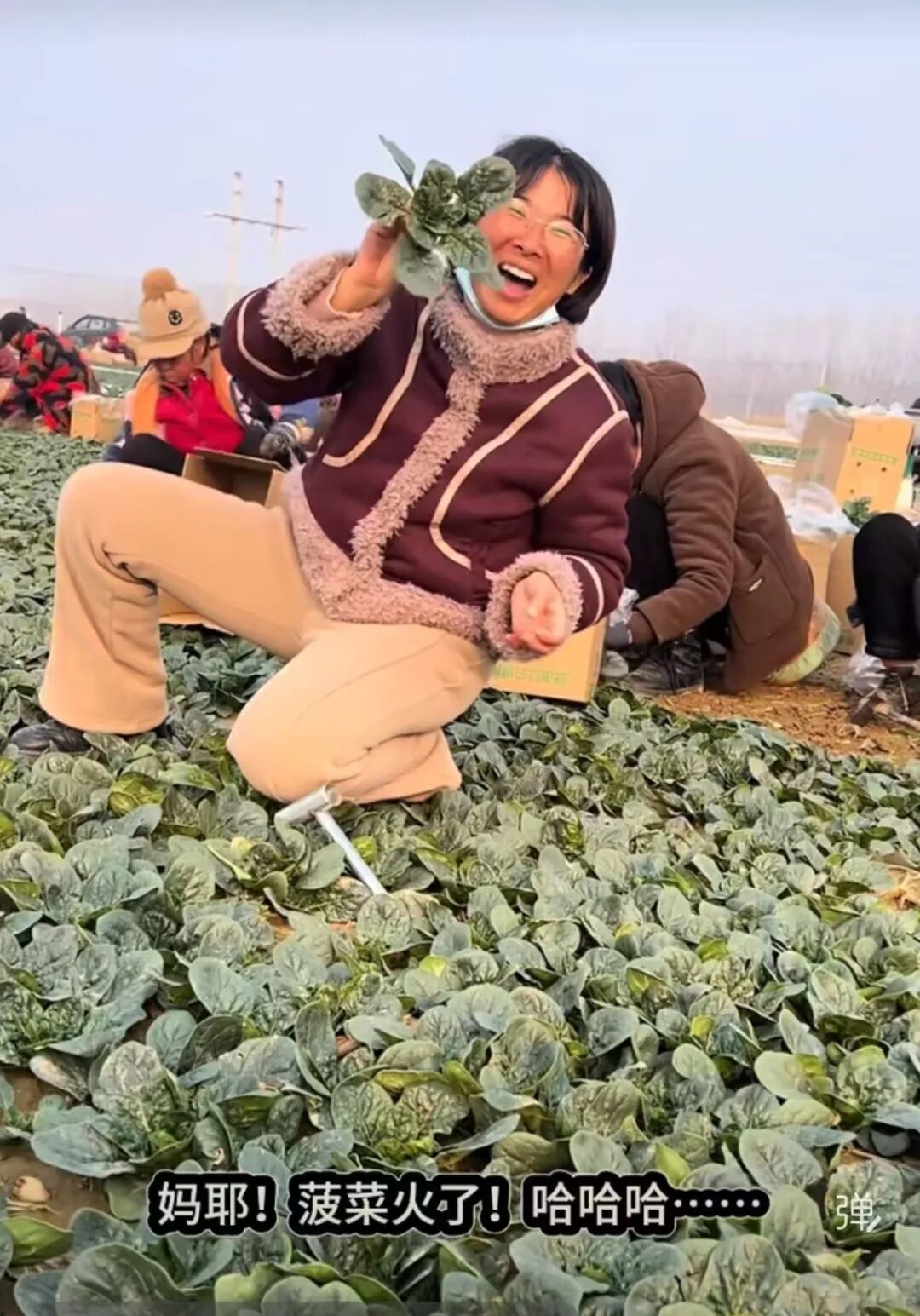 河南趴地菠菜爆火,本土蔬菜集体破圈!你吃了吗? 河南趴地菠菜爆火,本土蔬菜集体破圈!你吃了吗?