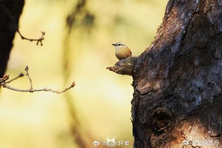 古刹冬韵，雀影暖心：共赴红螺寺治愈之旅