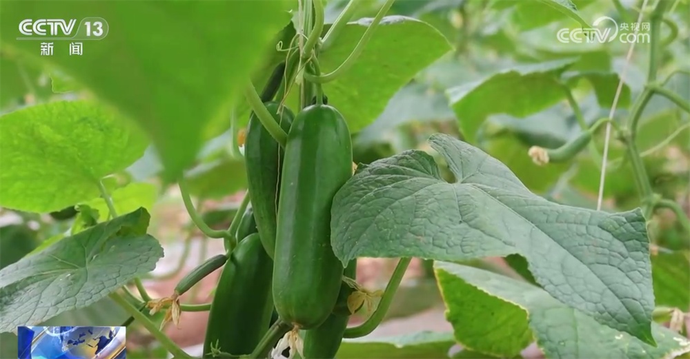 这个“00后”种菜班让智慧农业“照进”田间日常 温室大棚一派好“丰”景 这个“00后”种菜班让智慧农业“照进”田间日常 温室大棚一派好“丰”景