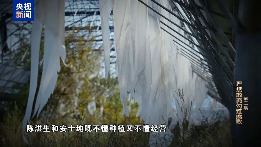 花国家的钱种万亩“贪腐林场”！他以招商名义供自家无本“创业”