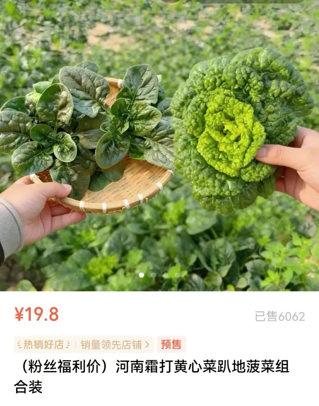 河南趴地菠菜爆火,本土蔬菜集体破圈!你吃了吗? 河南趴地菠菜爆火,本土蔬菜集体破圈!你吃了吗?
