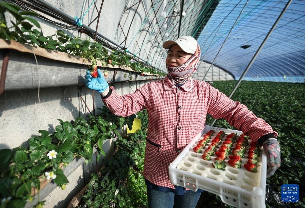 辽宁东港：草莓产销热