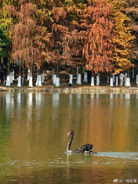 广州多地迎落羽杉美拉德暴击