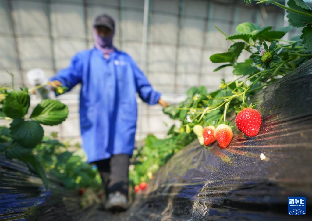 辽宁东港：草莓产销热