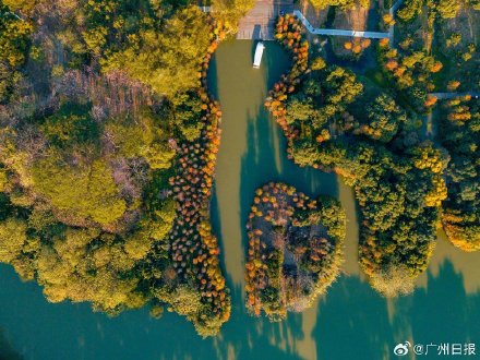 广州多地迎落羽杉美拉德暴击