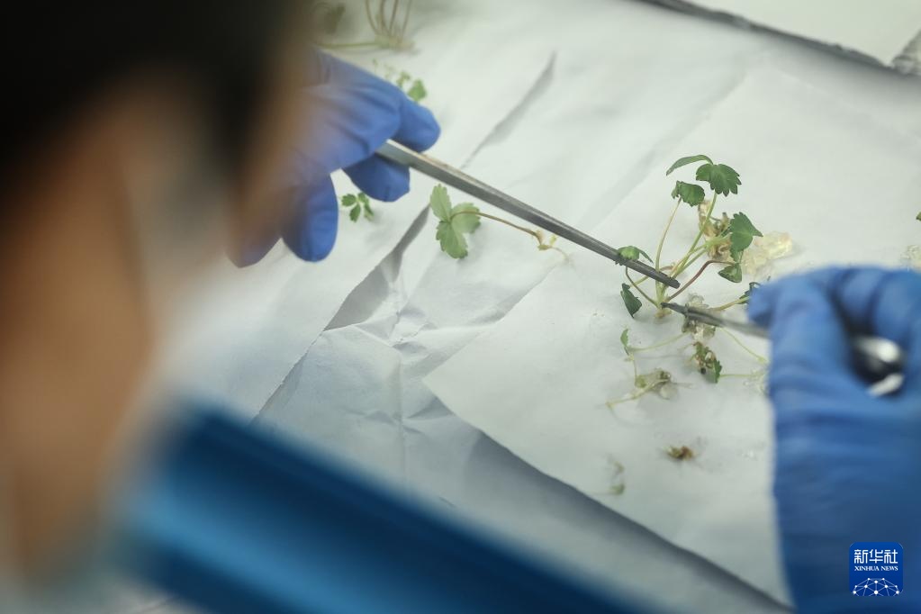 辽宁东港：草莓产销热