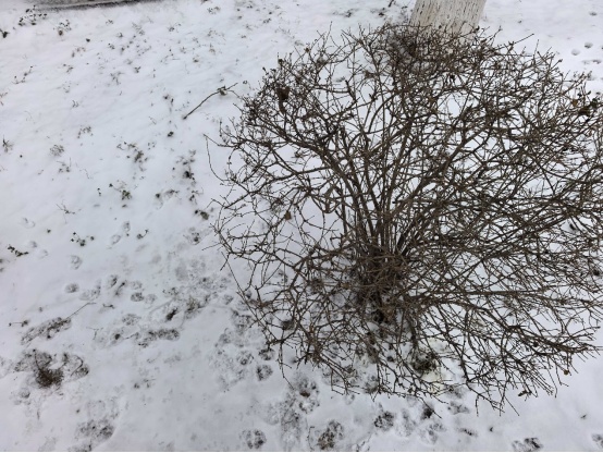 明天迎来大范围降雪！辽宁雪后还有一次大降温