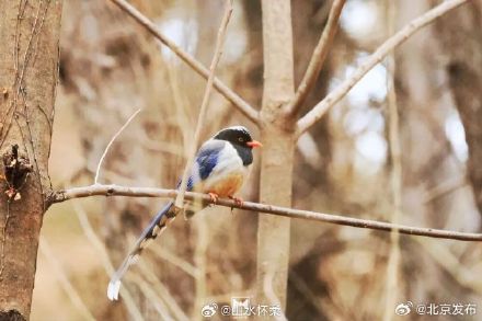 古刹冬韵，雀影暖心：共赴红螺寺治愈之旅