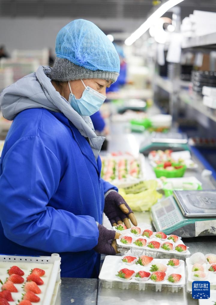 辽宁东港：草莓产销热
