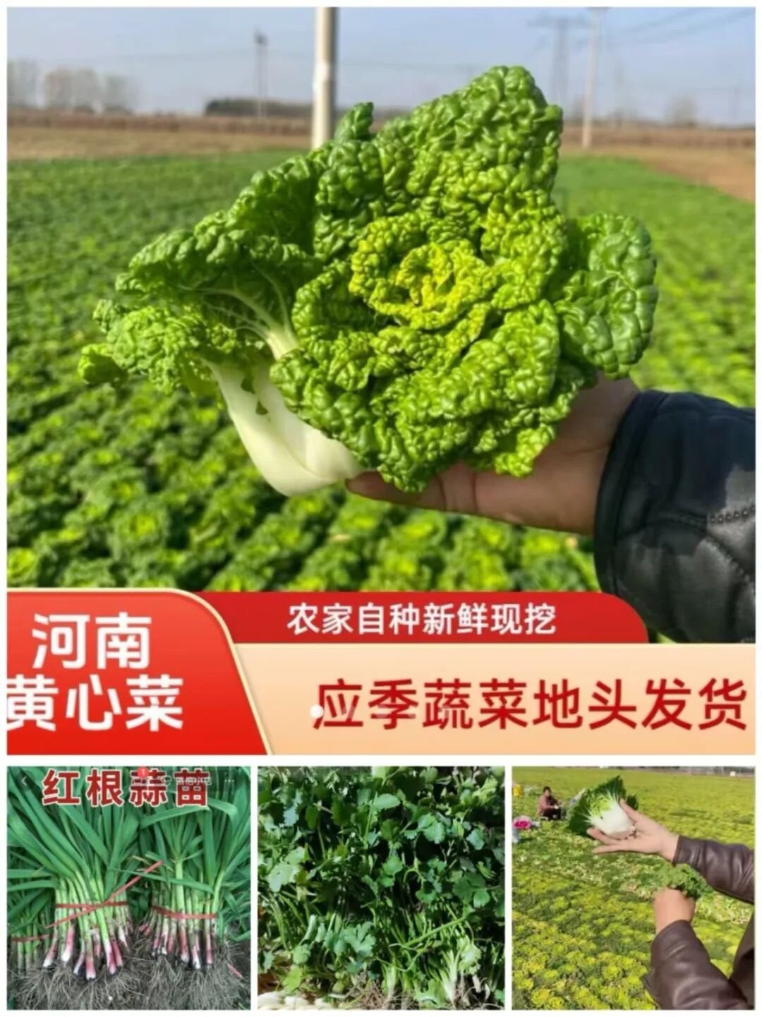 河南趴地菠菜爆火,本土蔬菜集体破圈!你吃了吗? 河南趴地菠菜爆火,本土蔬菜集体破圈!你吃了吗?