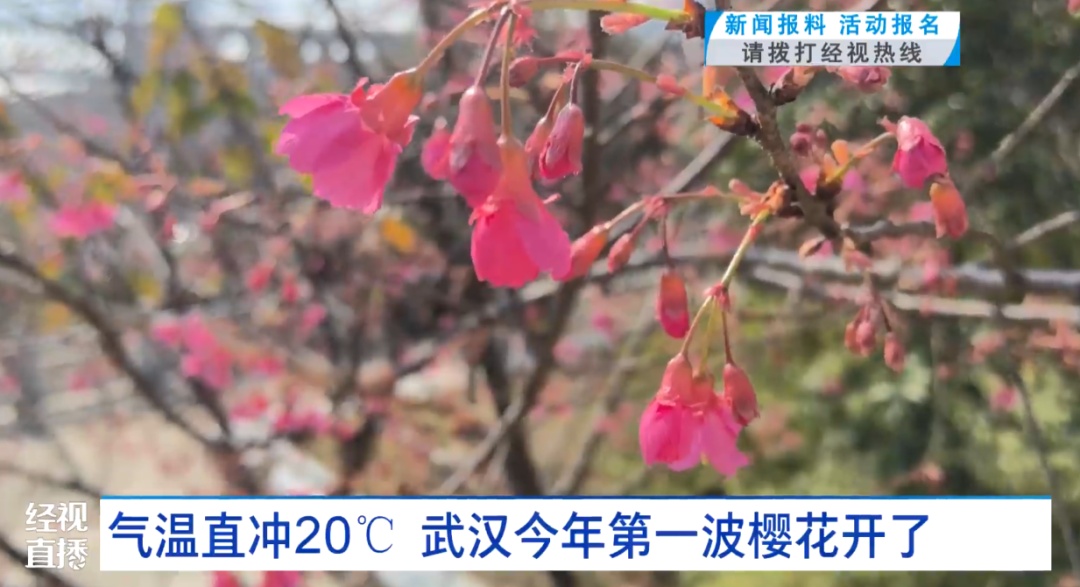 武汉今年第一波樱花开了！市民：第一次见，此公园现蜡梅、梅花、樱花“三花同赏”景象