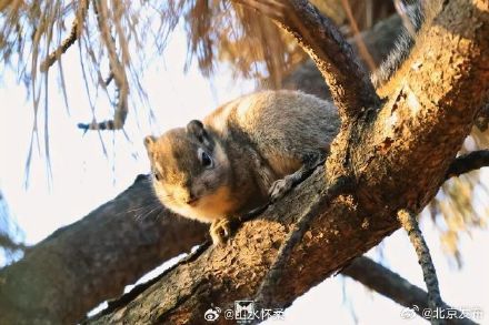 古刹冬韵，雀影暖心：共赴红螺寺治愈之旅