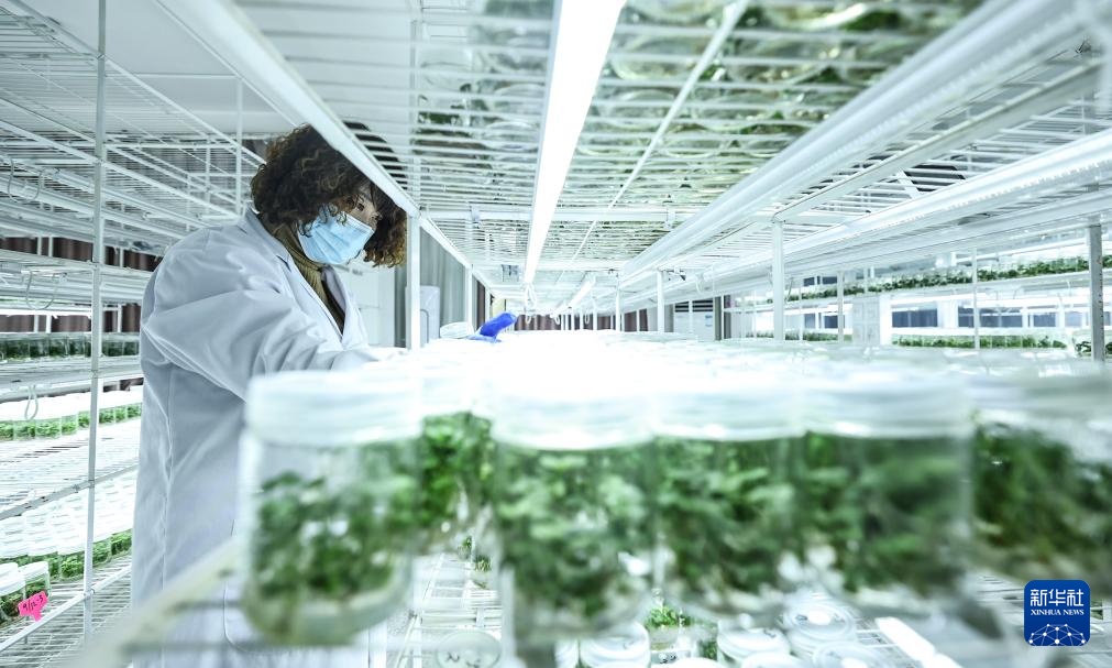 辽宁东港：草莓产销热