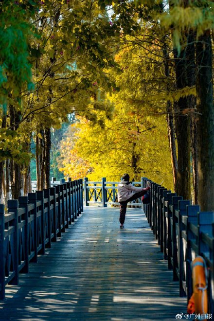 广州多地迎落羽杉美拉德暴击