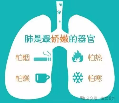 肺的“保养秘籍”:守护呼吸的畅快 肺的“保养秘籍”:守护呼吸的畅快