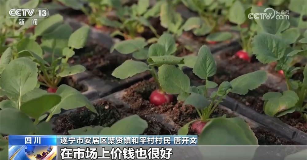 这个“00后”种菜班让智慧农业“照进”田间日常 温室大棚一派好“丰”景 这个“00后”种菜班让智慧农业“照进”田间日常 温室大棚一派好“丰”景