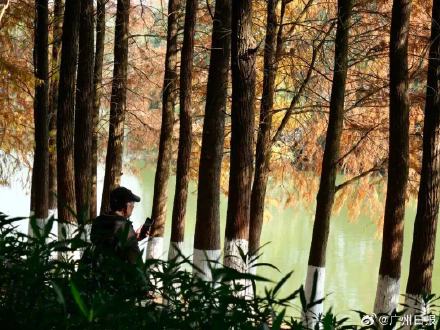 广州多地迎落羽杉美拉德暴击