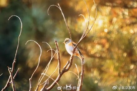 古刹冬韵，雀影暖心：共赴红螺寺治愈之旅