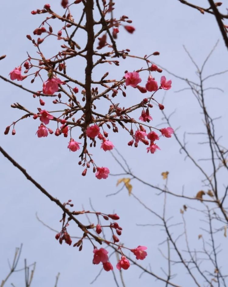 1月最高温冲至20℃，武汉一公园樱花开了，与梅花同框争艳