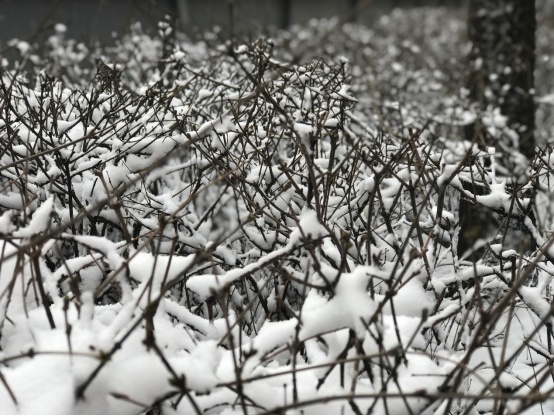 明天迎来大范围降雪！辽宁雪后还有一次大降温