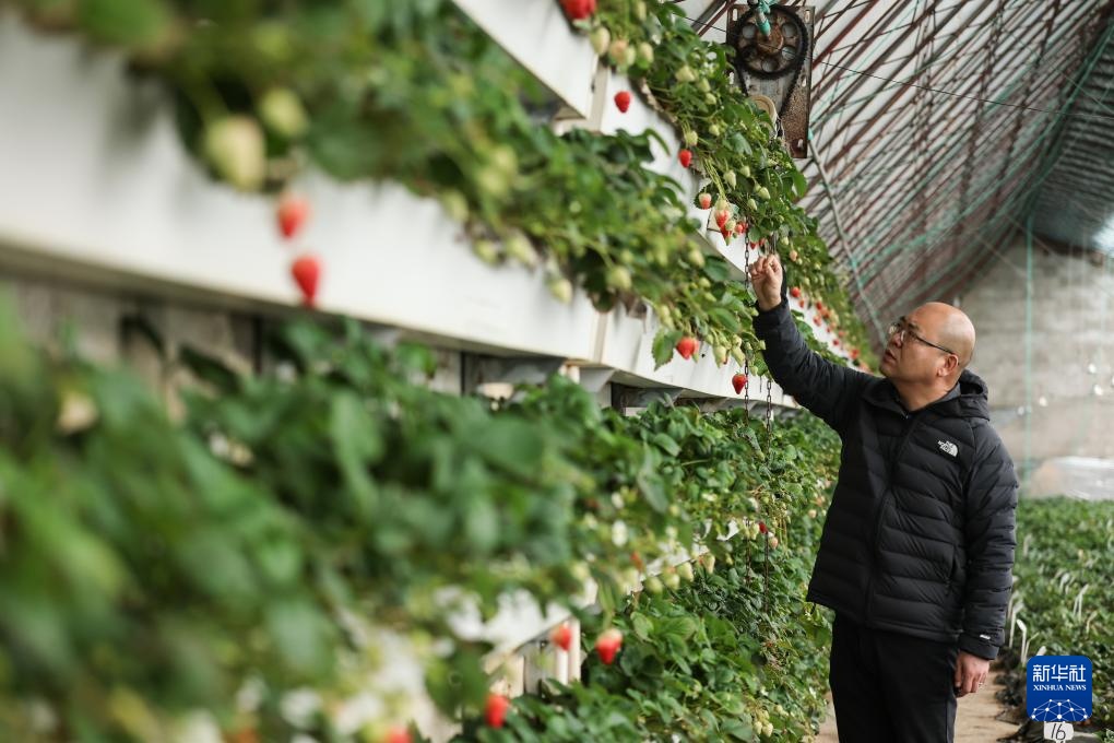 辽宁东港：草莓产销热