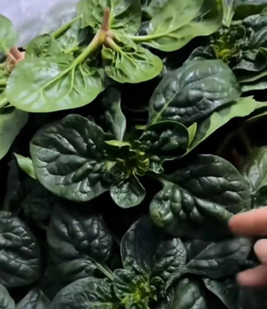河南趴地菠菜爆火,本土蔬菜集体破圈!你吃了吗? 河南趴地菠菜爆火,本土蔬菜集体破圈!你吃了吗?