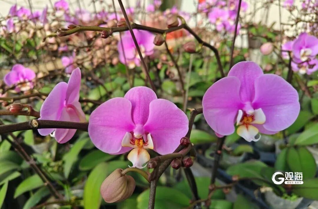 藏不住了！青岛这个“顶流”正火爆销售中，预订的人直接把架子包圆了……