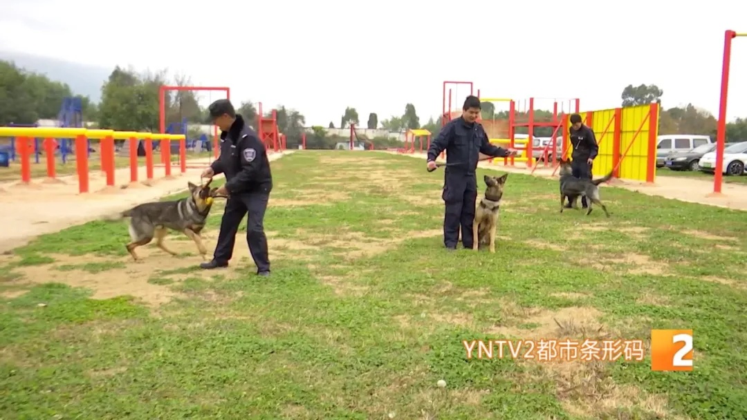 不会说话的特殊“警员”却屡立奇功！它们都来自昆明……