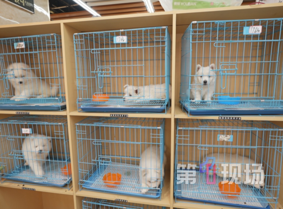 “保质期24小时”的宠物狗，购买7天后患上犬瘟死亡，市监介入调查