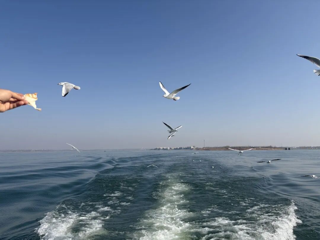 隔壁“海鸥”扎堆！“一脚油门”到襄阳，为啥它们不来咱这儿？